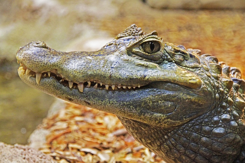 2️⃣ How to spot a FAKE Hermes Crocodile Alligator the EASIEST